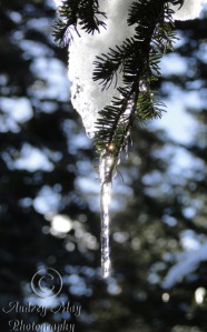 Icicle on a Pine